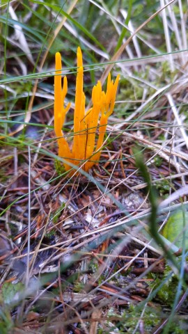 Calocera viscosa