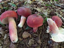 Russula amoenicolor