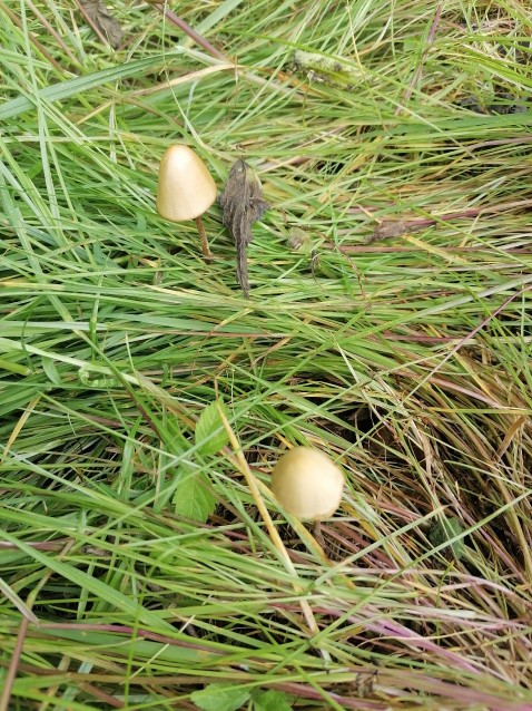 Conocybe tenera