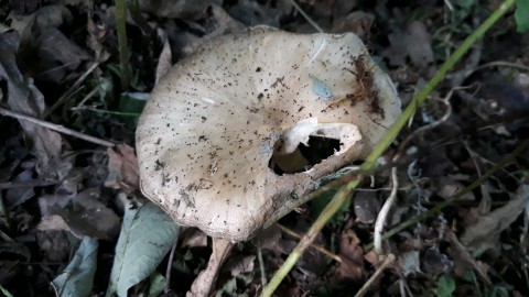 Megacollybia platyphylla