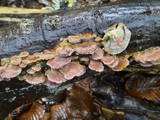 Trichaptum biforme