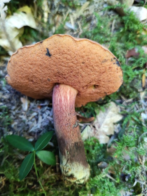 Suillellus mendax
