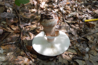 Amanita rubescens