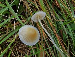 Atheniella flavoalba