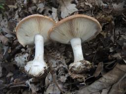 Leucocortinarius bulbiger