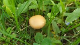 Agrocybe pediades