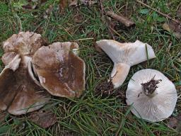 Russula acrifolia