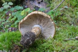 Cortinarius saginus