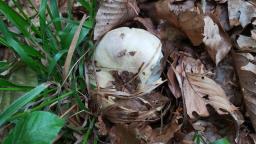 Russula romellii