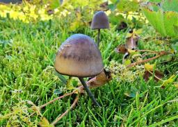 Panaeolus acuminatus