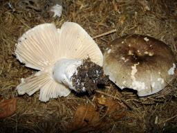 Russula nigricans