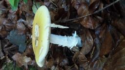 Amanita gemmata