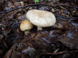 Lactarius pallidus