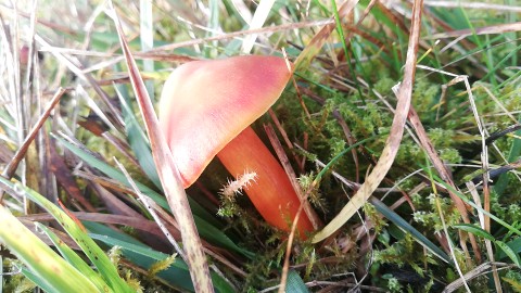 Hygrocybe punicea