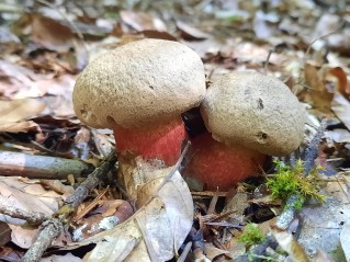 Caloboletus calopus