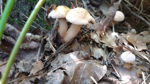 Suillus bovinus