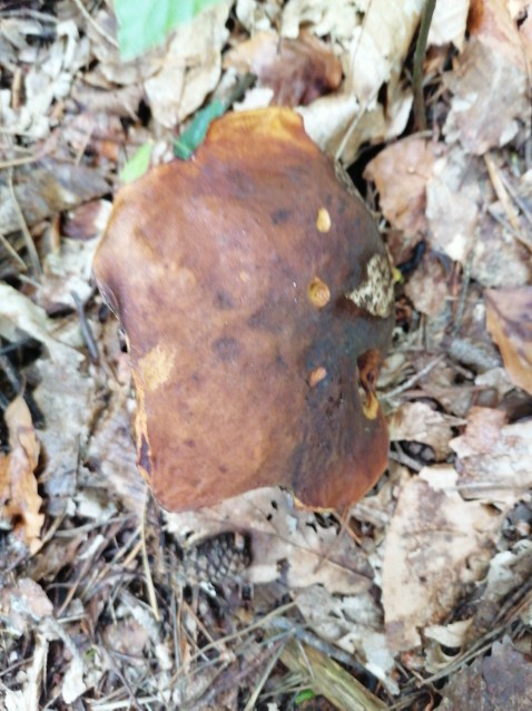 Neoboletus erythropus