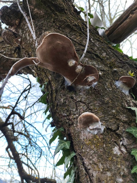 Phellinus pomaceus