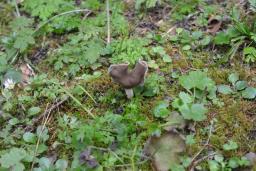 Helvella albella