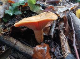 Lactarius salmonicolor