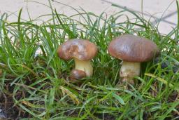 Suillus mediterraneensis