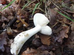 Russula aurora