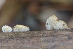 Crepidotus cesatii