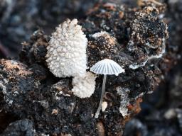 Coprinopsis ephemeroides