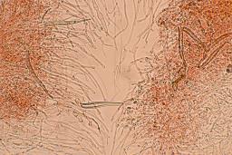 Hohenbuehelia petaloides