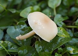 Clitocybe fragrans