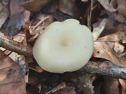 Clitocybe phaeophthalma