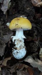 Amanita gemmata