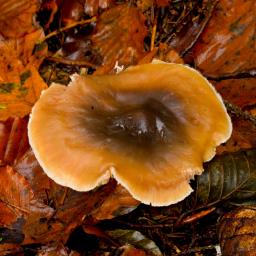 Rhodocollybia asema