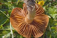 Cortinarius