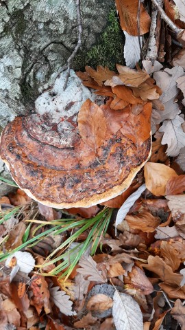 Ganoderma