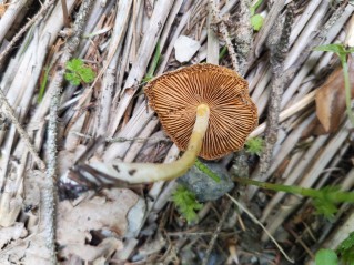 Bolbitius titubans