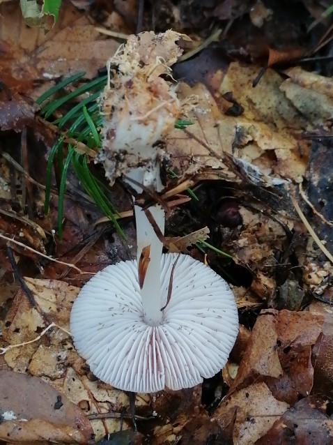 Mycena rosea