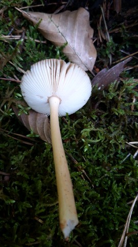 Amanita fulva