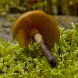 Galerina marginata