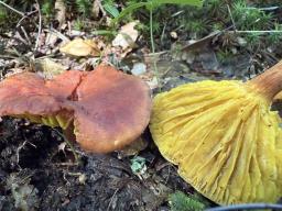 Phylloporus pelletieri