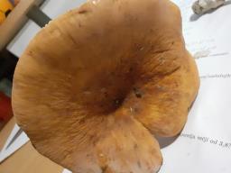 Lactifluus volemus