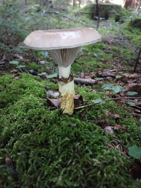 Gomphidius glutinosus