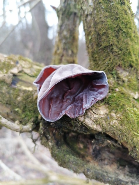 Auricularia auricula-judae