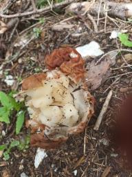 Gyromitra esculenta