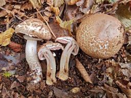 Agaricus sylvaticus