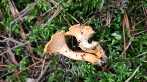 Cantharellus cibarius