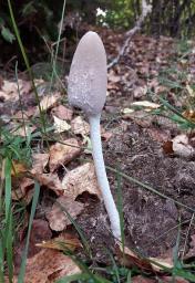 Coprinopsis pseudonivea