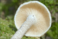 Lentinus tigrinus