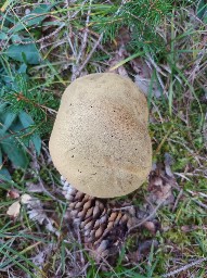 Suillellus mendax