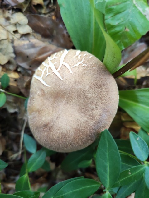 Boletus reticulatus